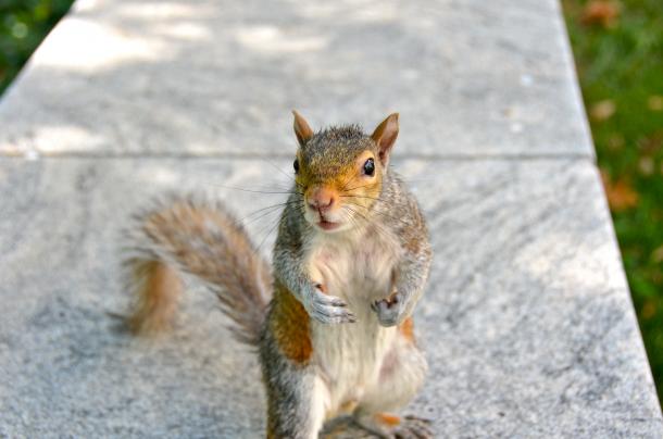 Squirrels